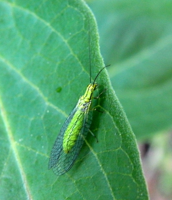 Chrysopidae - Hypochrysa elegans (femmina)